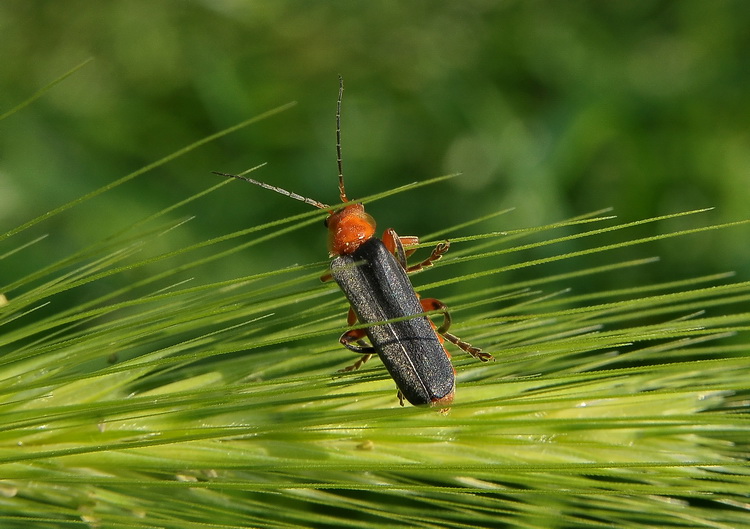 Cantharis rustica? livida